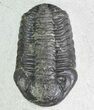 Bargain, Phacops Trilobite - Morocco #68608-6